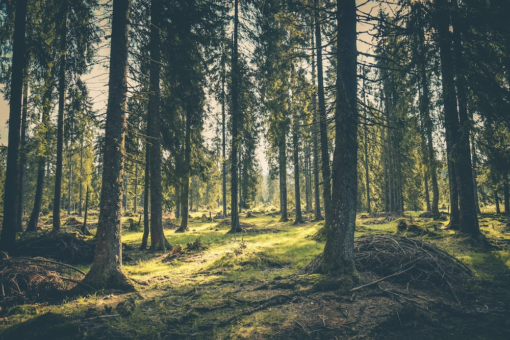 iPhone 14 Pro Max Hüllen aus Holz